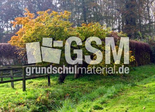 Herbststimmung-23-10-09 049.jpg